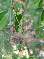 Olea brachiata