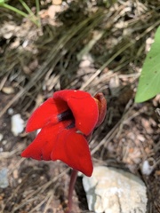 Phelypaea coccinea