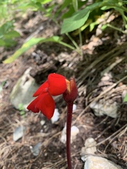Phelypaea coccinea