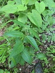 Vincetoxicum rehmannii