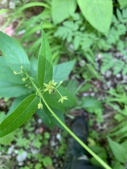 Vincetoxicum rehmannii