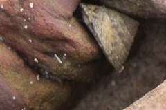 Bembicium vittatum