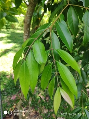 Olea brachiata