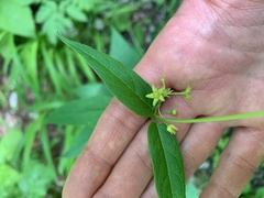 Vincetoxicum rehmannii
