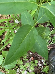 Vincetoxicum rehmannii