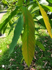 Bhesa robusta