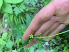 Vincetoxicum rehmannii