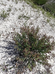 Scrophularia cretacea