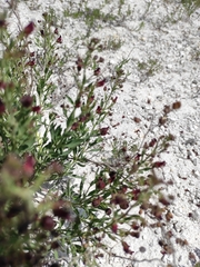 Scrophularia cretacea