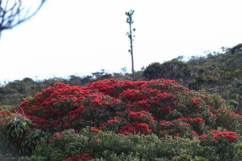 Metrosideros microphylla