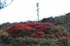 Metrosideros microphylla