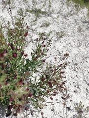 Scrophularia cretacea