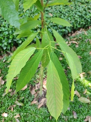 Bhesa robusta