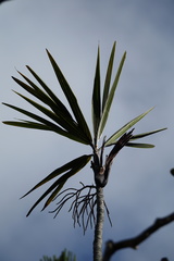 Basselinia eriostachys