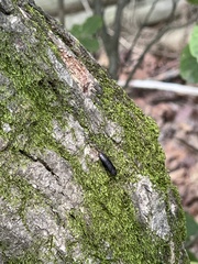 Melandryidae