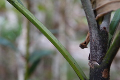 Basselinia eriostachys