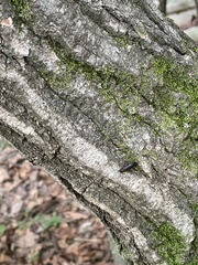 Melandryidae