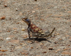 Agama kirkii