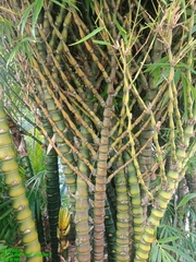 Bambusa tuldoides