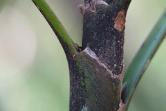 Basselinia eriostachys