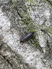 Melandryidae