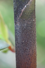 Basselinia eriostachys