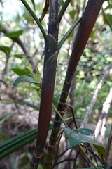 Basselinia eriostachys