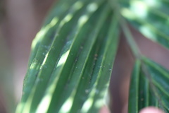 Basselinia eriostachys