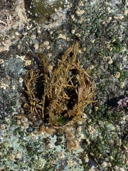 Saundersella simplex