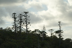 Araucaria scopulorum