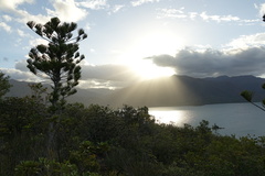 Araucaria scopulorum