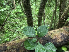 Crataegus calpodendron