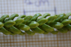 Araucaria scopulorum