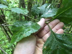 Crataegus calpodendron