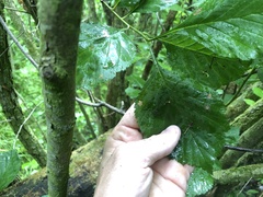 Crataegus calpodendron