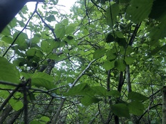 Crataegus calpodendron