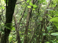 Crataegus calpodendron