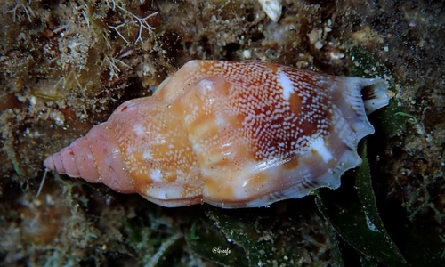 Strombus dentatus observed 2021-05-01
