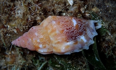 Tridentarius dentatus