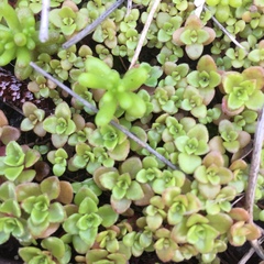 Phedimus stellatus