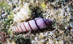 Myurella pygmaea