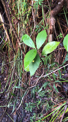 Atherosperma moschatum