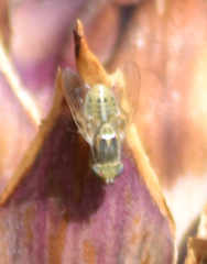 Terellia fuscicornis