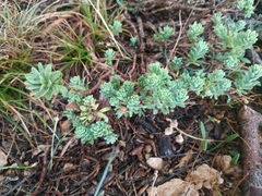 Thymelaea tinctoria