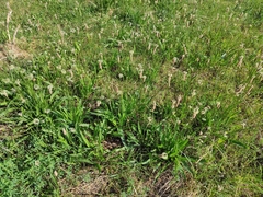 Plantago lanceolata