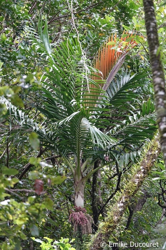 Burretiokentia koghiensis