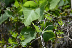 Pseudothemis zonata