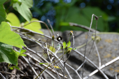 Pseudothemis zonata