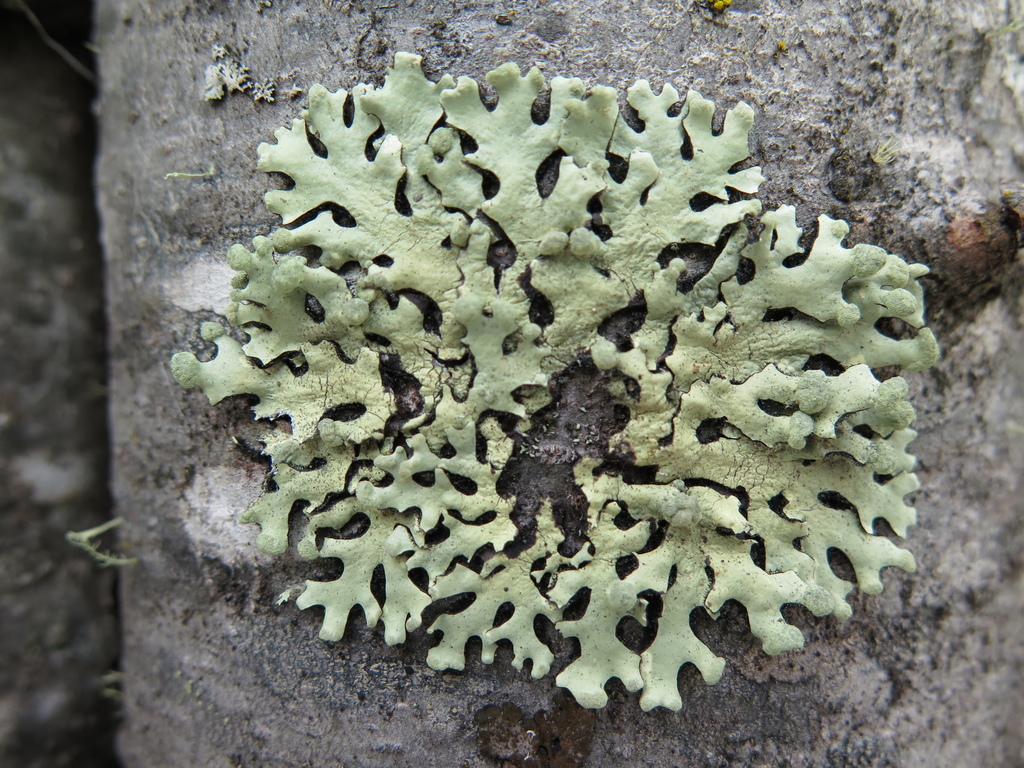 Sinuosae