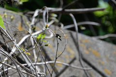 Pseudothemis zonata